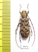 Cerambycidae sp.  China, Guangxi prov. - INSECTS-STORE.RU