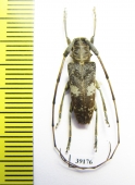 Cerambycidae sp.  China, Guangxi prov. - INSECTS-STORE.RU