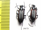 Meloidae sp.  Chile - INSECTS-STORE.RU