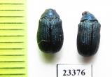 Chrysomelidae sp.  Laos - INSECTS-STORE.RU