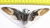 Cryptotympana aquila  Thailand  123mm - INSECTS-STORE.RU