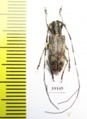 Cerambycidae sp.  China, Guangxi prov. - INSECTS-STORE.RU