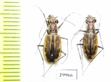 Cicindelinae sp.  Togo - INSECTS-STORE.RU