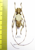 Cerambycidae sp.  China, Guangxi prov. - INSECTS-STORE.RU
