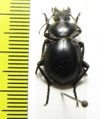 Callisthenes breviusculus  Armenia - INSECTS-STORE.RU