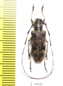 Cerambycidae sp.  China, Guangxi prov. - INSECTS-STORE.RU