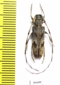 Cerambycidae sp.  China, Guangxi prov. - INSECTS-STORE.RU