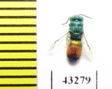 Chrysididae sp.  Kazakhstan - INSECTS-STORE.RU