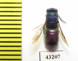 Chrysididae sp.  Kazakhstan - INSECTS-STORE.RU