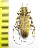 Acalolepta fraudatrix  Russia, Far East - INSECTS-STORE.RU