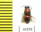 Chrysididae sp.  Kazakhstan - INSECTS-STORE.RU