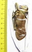 Lesina sp., male  Malaysia  70mm - INSECTS-STORE.RU
