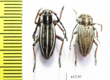 Dorcadion nikolaevi, pair  Kazakhstan - INSECTS-STORE.RU