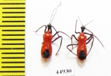 Hemiptera sp.  Indonesia, Java - INSECTS-STORE.RU