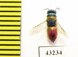 Chrysididae sp.  Kazakhstan - INSECTS-STORE.RU