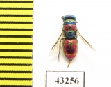Chrysididae sp.  Kazakhstan - INSECTS-STORE.RU