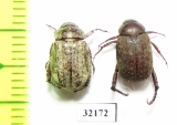 Melolonthinae sp.  South Africa Rep. - INSECTS-STORE.RU