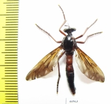Asilidae sp.  Zambia - INSECTS-STORE.RU