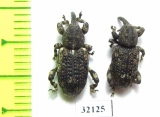 Curculionidae sp.  South Africa Rep. - INSECTS-STORE.RU