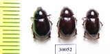 Hybosorus illigeri  Iran, Huzestan prov. - INSECTS-STORE.RU