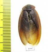 Blattodea sp.  Zambia - INSECTS-STORE.RU