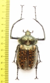 Cheirotonus gestroi?  Vietnam 61mm - INSECTS-STORE.RU