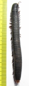 Myriapoda sp.  South Africa Rep.  91mm - INSECTS-STORE.RU