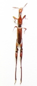 Brentidae - INSECTS-STORE.RU
