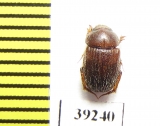 Ochodaeus pocadioides  Spain - INSECTS-STORE.RU