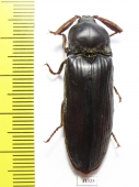 Elateridae sp.  South Africa Rep. - INSECTS-STORE.RU