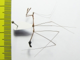Hemiptera sp.  Peru - INSECTS-STORE.RU