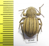 Tenebrionidae sp.  South Africa Rep. - INSECTS-STORE.RU
