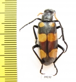 Meloidae sp.  South Africa Rep. - INSECTS-STORE.RU