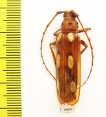 Coccoderus timbaraba  Costa Rica - INSECTS-STORE.RU