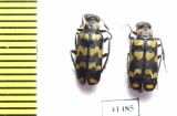 Meloidae sp.  South Africa Rep. - INSECTS-STORE.RU
