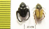 Hopliini sp., pair  South Africa Rep. - INSECTS-STORE.RU