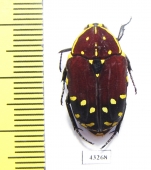 Euchroea histrionica  Madagascar - INSECTS-STORE.RU