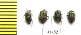 Melyridae sp.  South Africa Rep. - INSECTS-STORE.RU