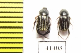 Hopliini sp., pair  South Africa Rep. - INSECTS-STORE.RU