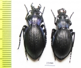 Carabus (Mesocarabus) problematicus  France - INSECTS-STORE.RU