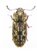 Trogossitidae - INSECTS-STORE.RU