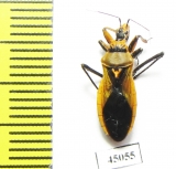 Hemiptera sp.  South Africa Rep. - INSECTS-STORE.RU