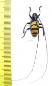 Nemophas grayi  Indonesia, Seram isl. - INSECTS-STORE.RU