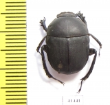 Gymnopleurus sp.  South Africa Rep. - INSECTS-STORE.RU