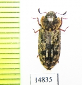 Trogossitidae sp.  New Caledonia - INSECTS-STORE.RU