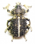 Brachyceridae - INSECTS-STORE.RU
