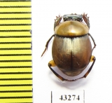 Scarabaeinae sp.  French Guiana - INSECTS-STORE.RU