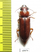 Parandrinae sp.  Colombia - INSECTS-STORE.RU