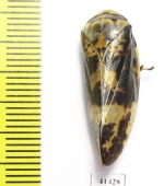 Homoptera sp.  South Africa Rep. - INSECTS-STORE.RU
