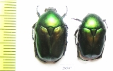 Protaetia ungarica ? armeniaca  Iran, Mazandaran prov. - INSECTS-STORE.RU